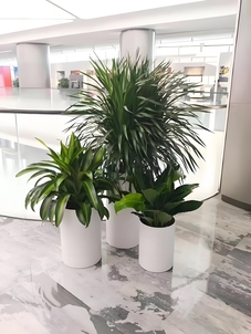 紧跟搜索习惯，鄞州花木出租价格大公开！