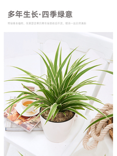 解锁前湾绿植租摆方案，让办公绿意盎然><div class=