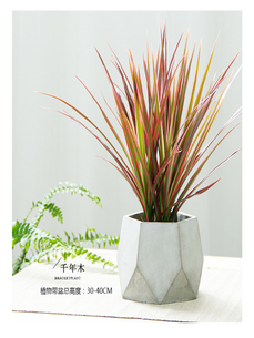 杭州湾绿植出租公司