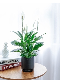 宁波慈溪绿化修剪哪家靠谱？这份指南请收好！