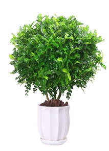 发现宁波前湾盆景租赁设计的奇妙之处