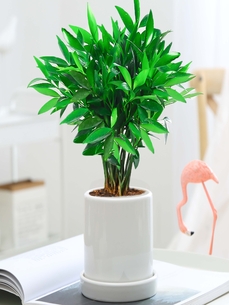 领略宁波江北绿化养护设计，感受生态新魅力